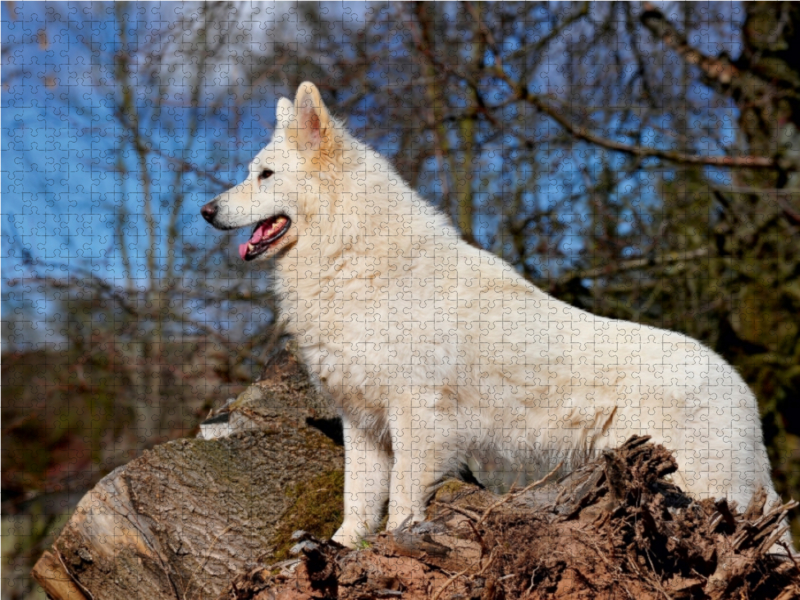 Ein Motiv aus dem Kalender Weißer Schweizer Schäferhund