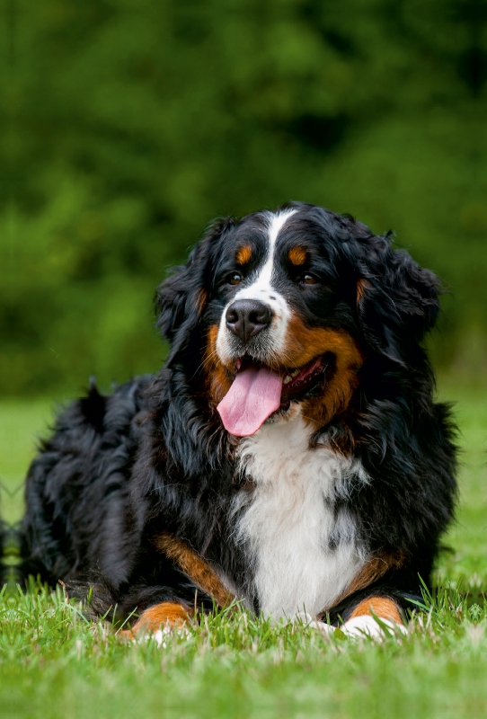 Ein Motiv aus dem Kalender Berner Sennenhund 2017