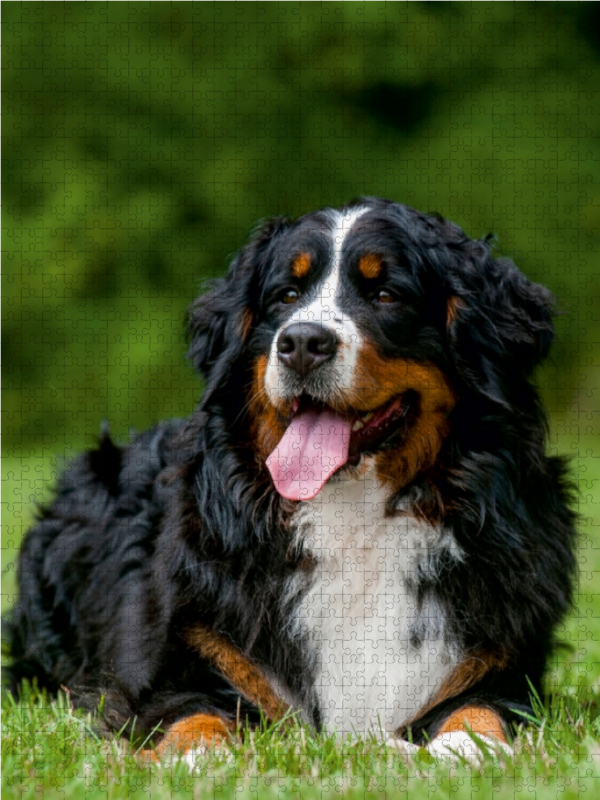 Ein Motiv aus dem Kalender Berner Sennenhund 2017