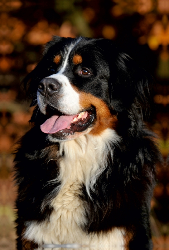 Ein Motiv aus dem Kalender Berner Sennenhund 2017