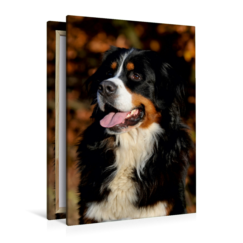 Ein Motiv aus dem Kalender Berner Sennenhund 2017