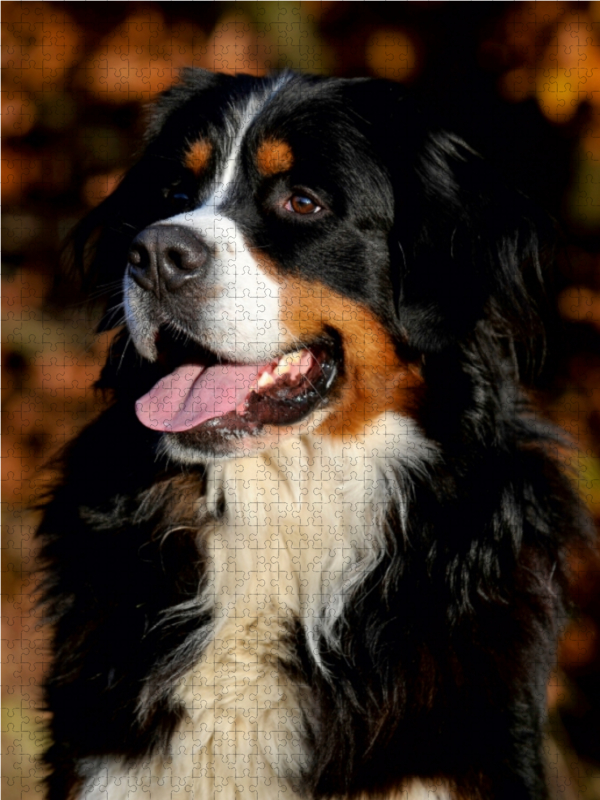 Ein Motiv aus dem Kalender Berner Sennenhund 2017