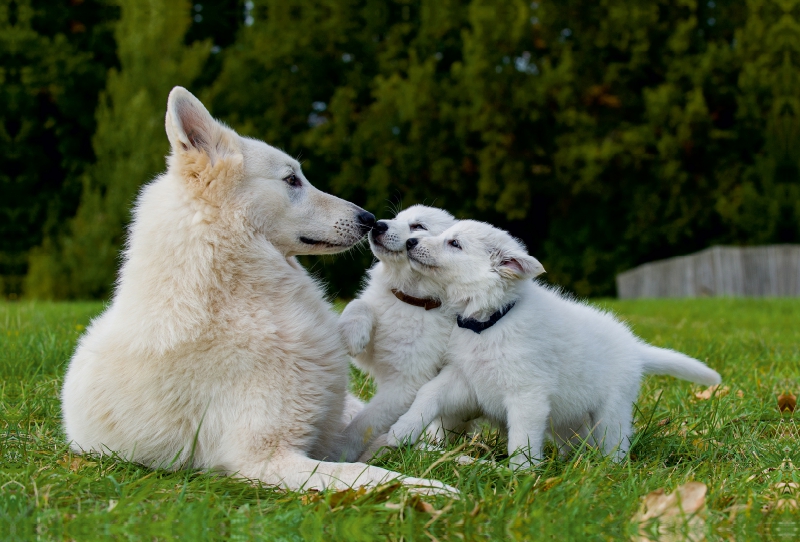 Ein Motiv aus dem Kalender Weißer Schweizer Schäferhund - Ein Tag im Leben einer Hundefamilie