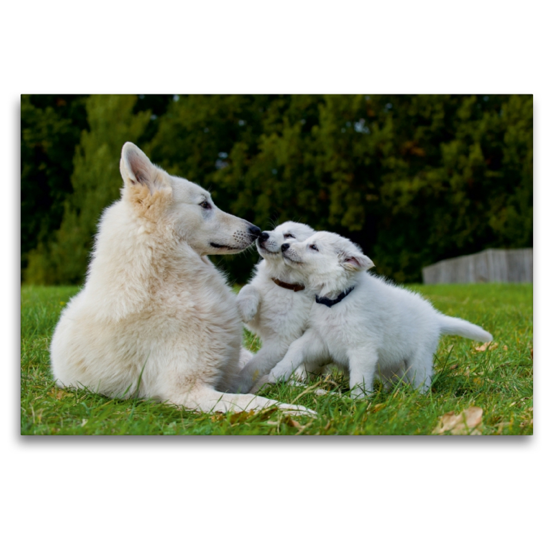 Ein Motiv aus dem Kalender Weißer Schweizer Schäferhund - Ein Tag im Leben einer Hundefamilie