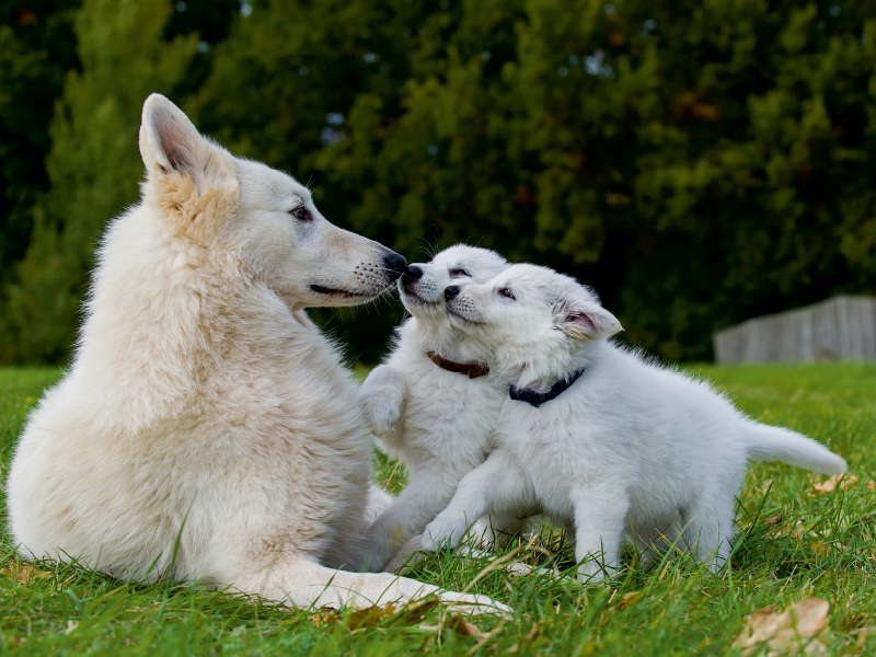 Ein Motiv aus dem Kalender Weißer Schweizer Schäferhund - Ein Tag im Leben einer Hundefamilie