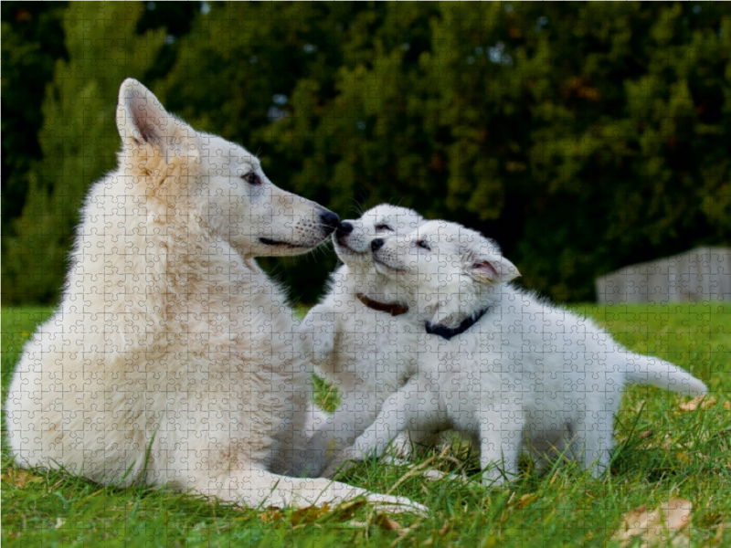 Ein Motiv aus dem Kalender Weißer Schweizer Schäferhund - Ein Tag im Leben einer Hundefamilie