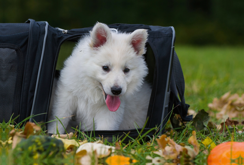 Ein Motiv aus dem Kalender Weißer Schweizer Schäferhund - Ein Tag im Leben einer Hundefamilie