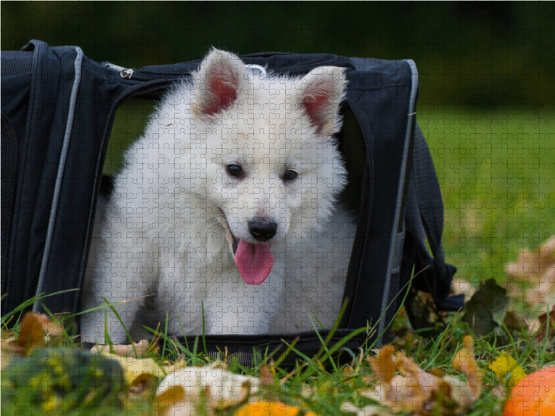 Ein Motiv aus dem Kalender Weißer Schweizer Schäferhund - Ein Tag im Leben einer Hundefamilie