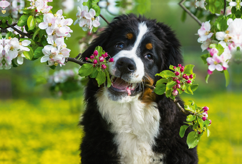 Ein Motiv aus dem Kalender Treuer Freund Berner Sennenhund