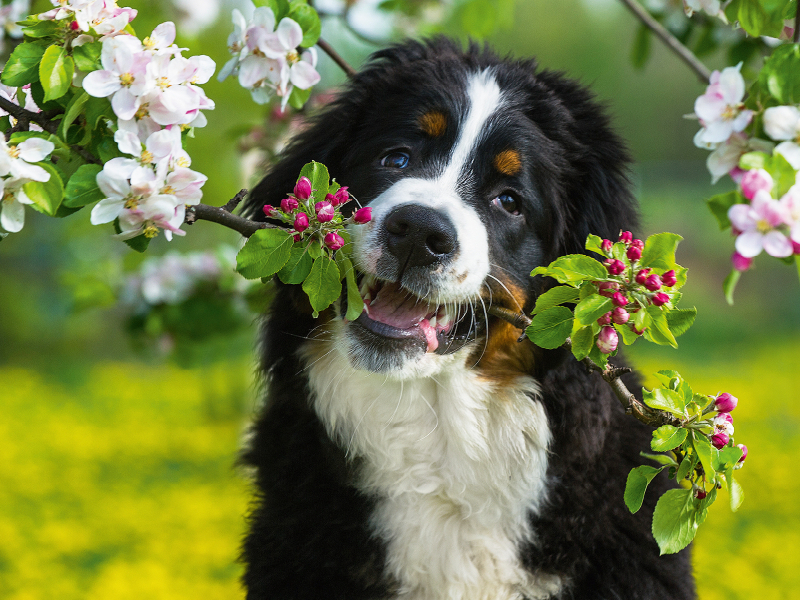 Ein Motiv aus dem Kalender Treuer Freund Berner Sennenhund