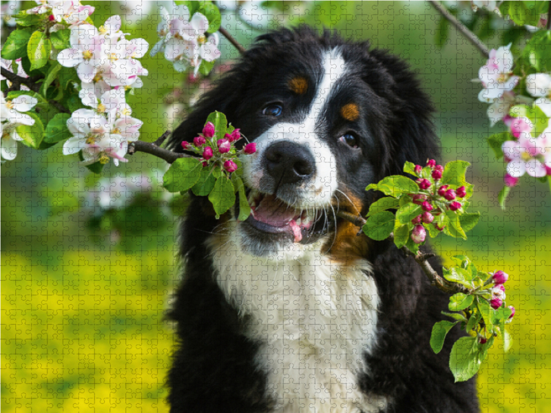 Ein Motiv aus dem Kalender Treuer Freund Berner Sennenhund