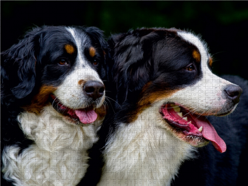 Ein Motiv aus dem Kalender Treuer Freund Berner Sennenhund