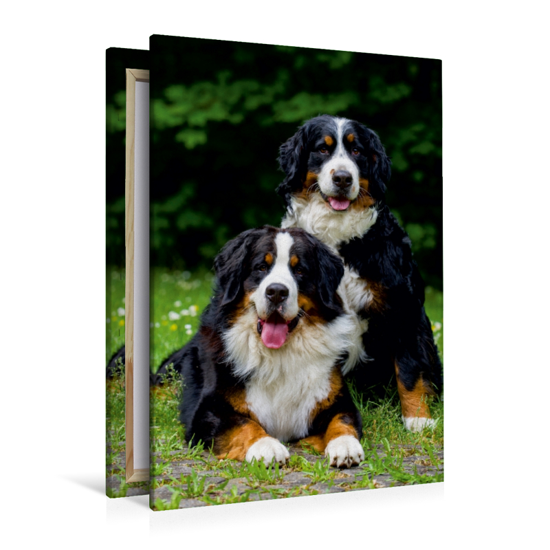 Ein Motiv aus dem Kalender Faszination Berner Sennenhund