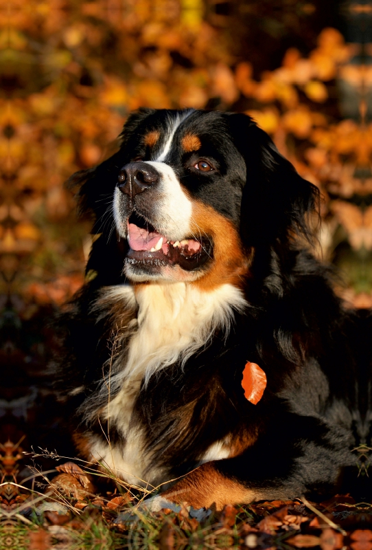 Ein Motiv aus dem Kalender Faszination Berner Sennenhund