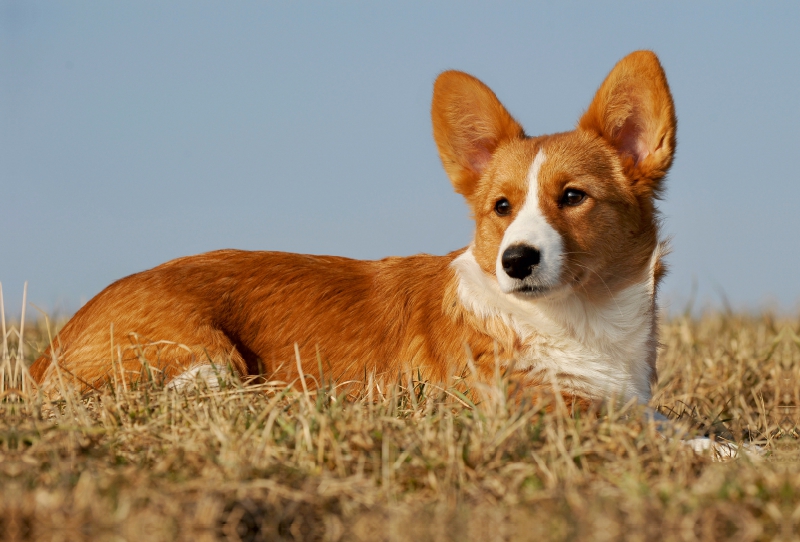 Ein Motiv aus dem Kalender Welsh Corgi - Kobold auf 4 Pfoten