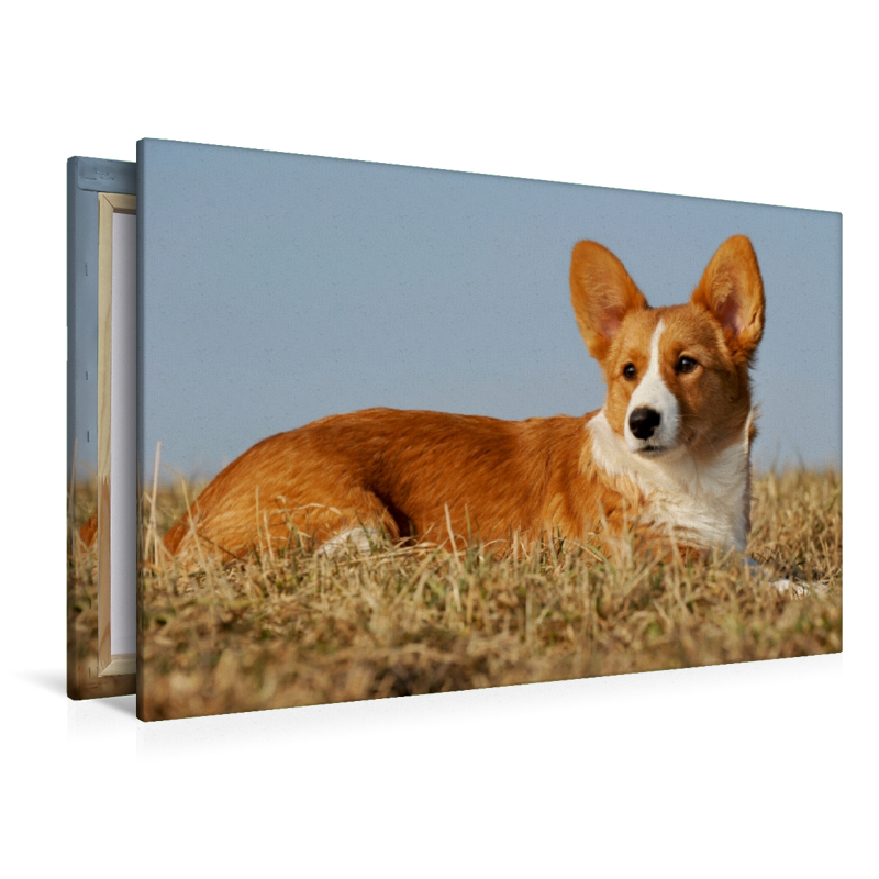 Ein Motiv aus dem Kalender Welsh Corgi - Kobold auf 4 Pfoten