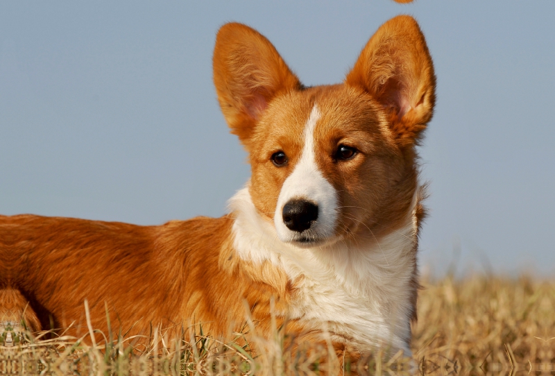 Ein Motiv aus dem Kalender Welsh Corgi - Kobold auf 4 Pfoten