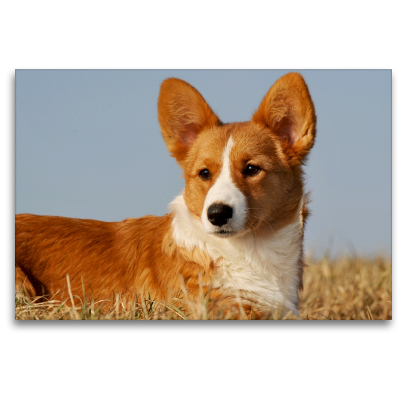 Ein Motiv aus dem Kalender Welsh Corgi - Kobold auf 4 Pfoten