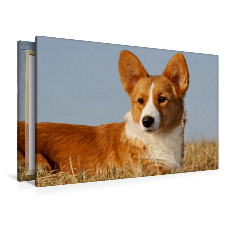 Ein Motiv aus dem Kalender Welsh Corgi - Kobold auf 4 Pfoten