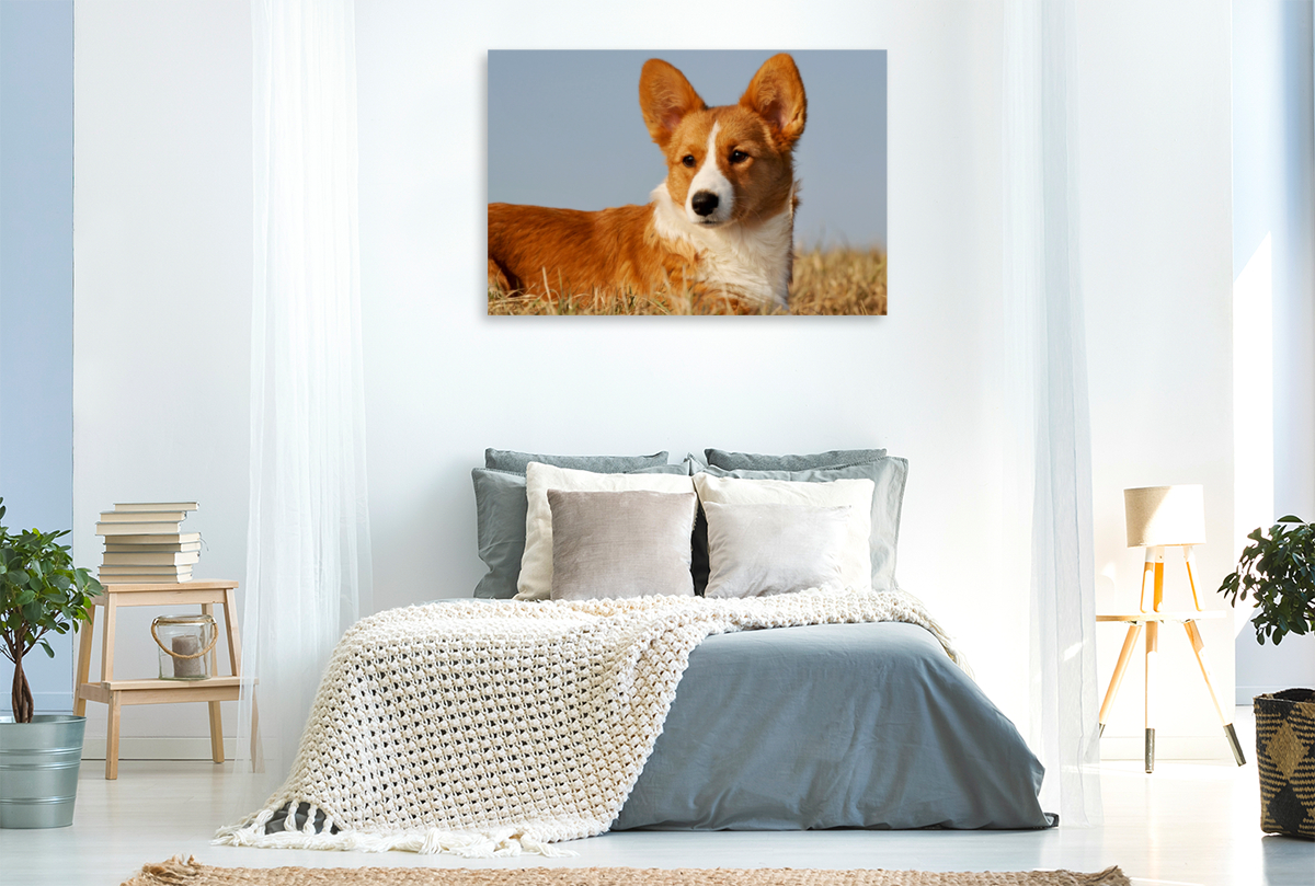 Ein Motiv aus dem Kalender Welsh Corgi - Kobold auf 4 Pfoten