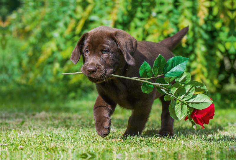 Ein Motiv aus dem Kalender Labrador Retriever - ein Herz auf 4 Pfoten