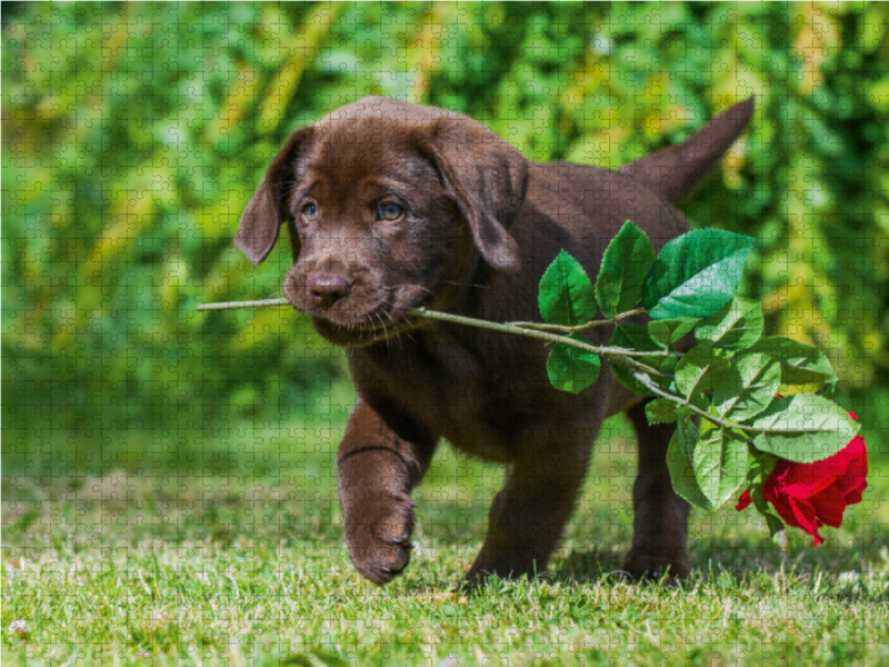 Ein Motiv aus dem Kalender Labrador Retriever - ein Herz auf 4 Pfoten