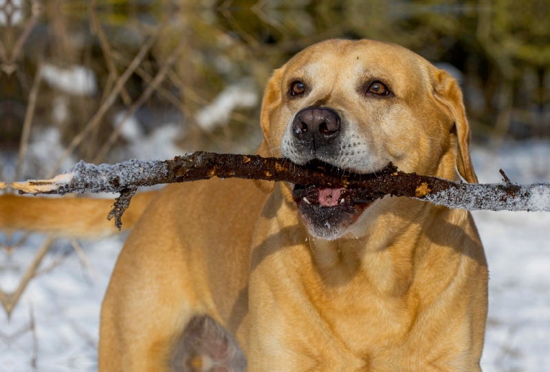 Ein Motiv aus dem Kalender Labrador Retriever - ein Herz auf 4 Pfoten