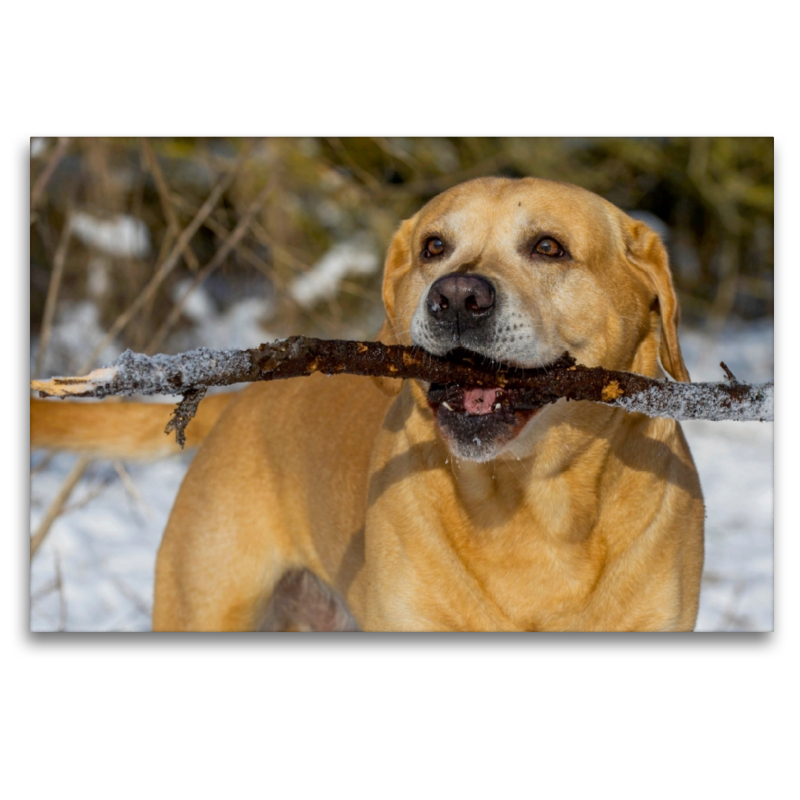 Ein Motiv aus dem Kalender Labrador Retriever - ein Herz auf 4 Pfoten