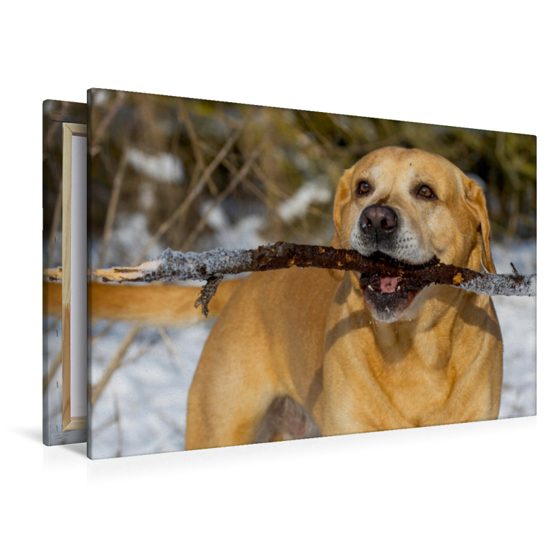 Ein Motiv aus dem Kalender Labrador Retriever - ein Herz auf 4 Pfoten