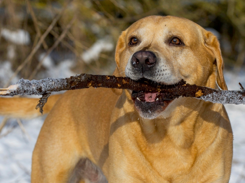 Ein Motiv aus dem Kalender Labrador Retriever - ein Herz auf 4 Pfoten