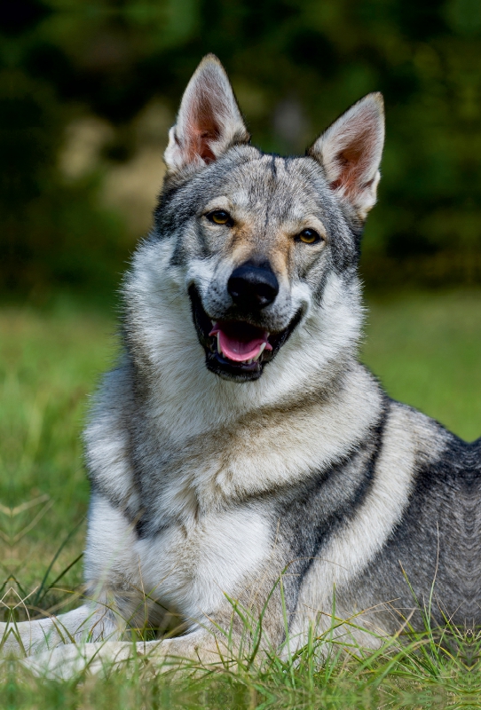 Ein Motiv aus dem Kalender Faszination Wolfhund