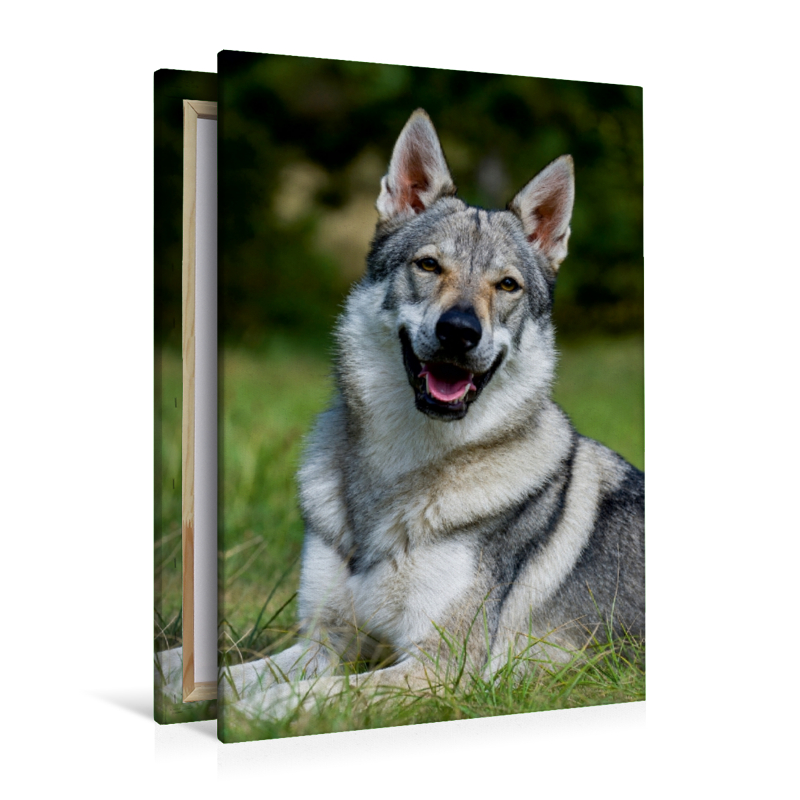 Ein Motiv aus dem Kalender Faszination Wolfhund