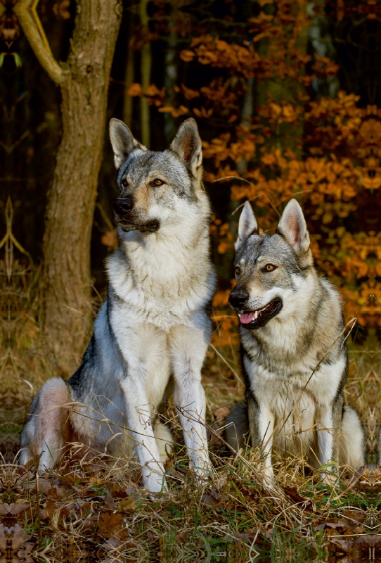 Ein Motiv aus dem Kalender Faszination Wolfhund