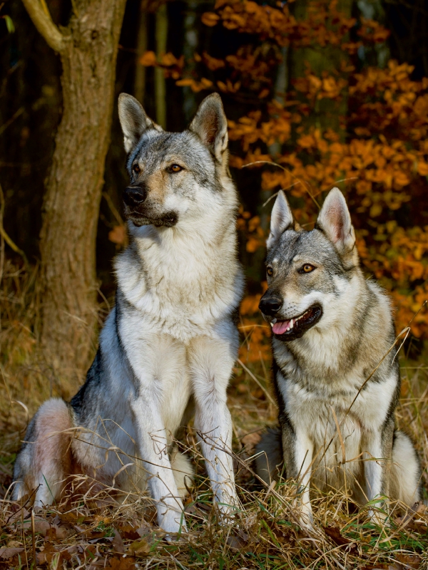 Ein Motiv aus dem Kalender Faszination Wolfhund