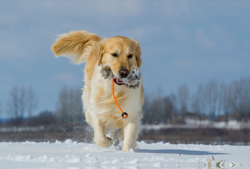 Golden Retriever