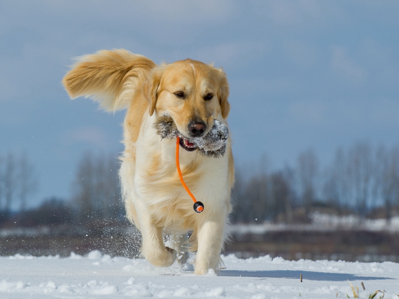 Golden Retriever