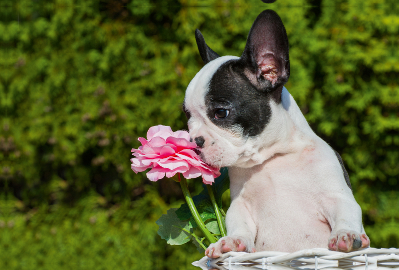 Französische Bulldogge