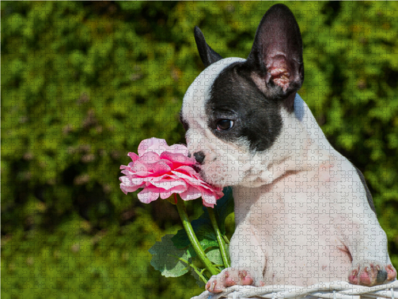 Französische Bulldogge