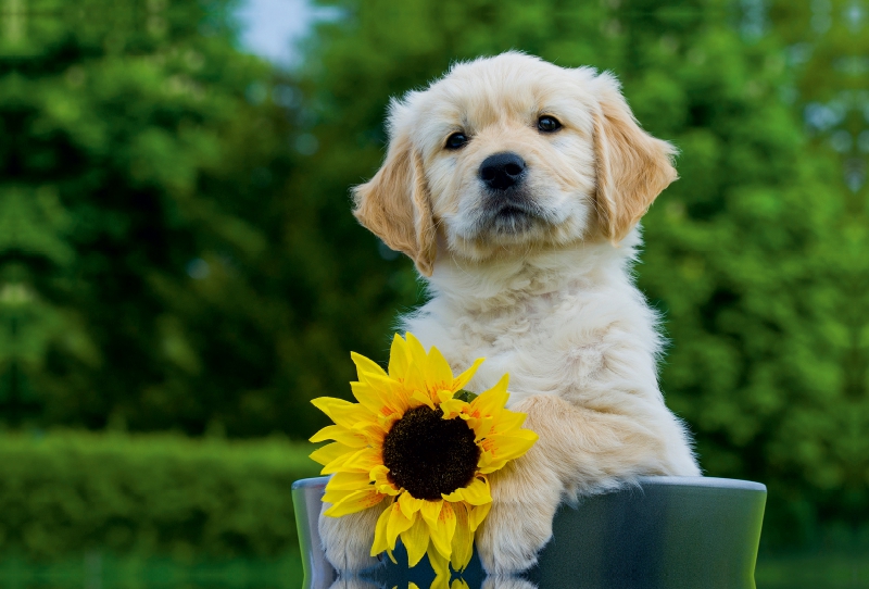 Golden Retriever