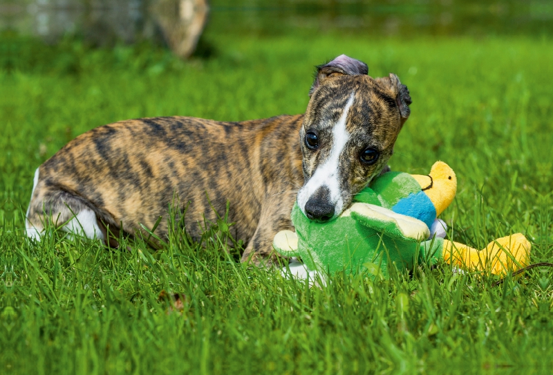 Ein Motiv aus dem Kalender Schnell wie der Wind - Whippet