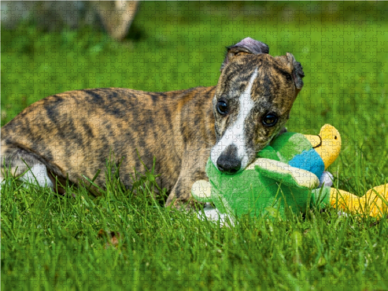 Ein Motiv aus dem Kalender Schnell wie der Wind - Whippet