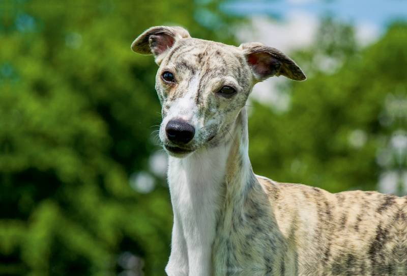 Ein Motiv aus dem Kalender Schnell wie der Wind - Whippet