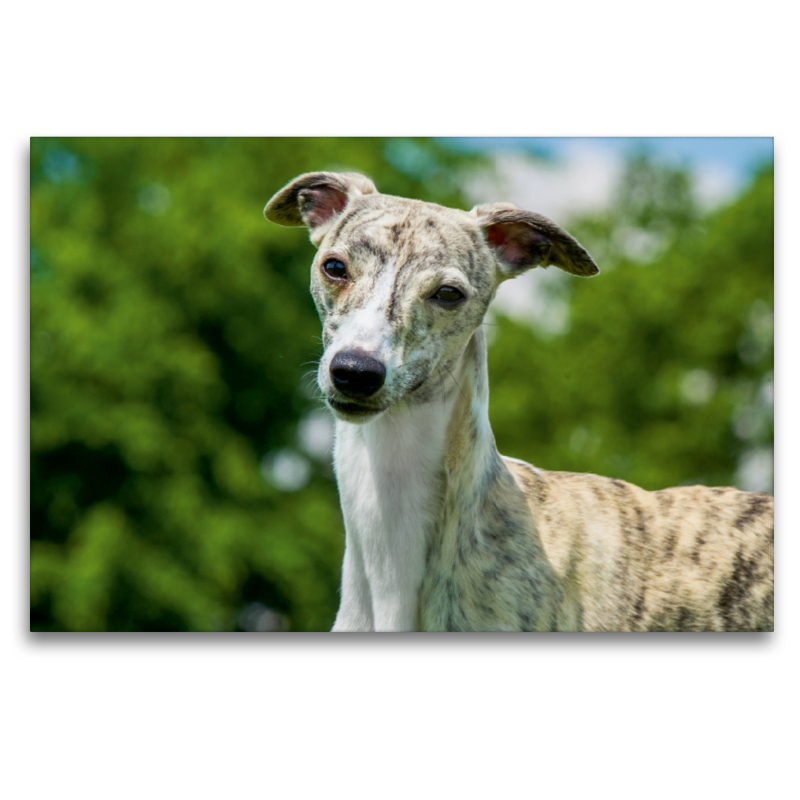 Ein Motiv aus dem Kalender Schnell wie der Wind - Whippet