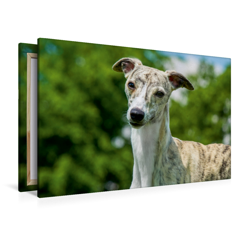 Ein Motiv aus dem Kalender Schnell wie der Wind - Whippet