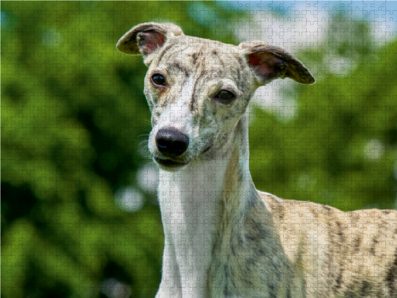 Ein Motiv aus dem Kalender Schnell wie der Wind - Whippet