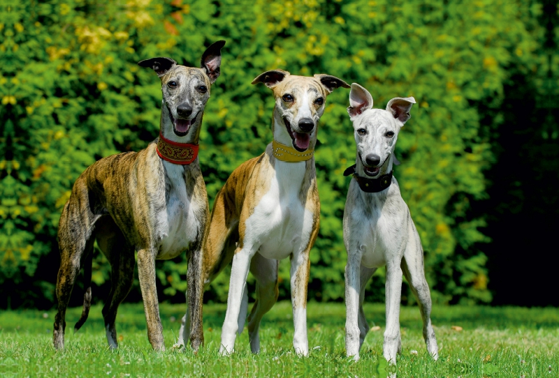 Ein Motiv aus dem Kalender Schnell wie der Wind - Whippet