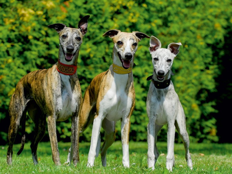 Ein Motiv aus dem Kalender Schnell wie der Wind - Whippet