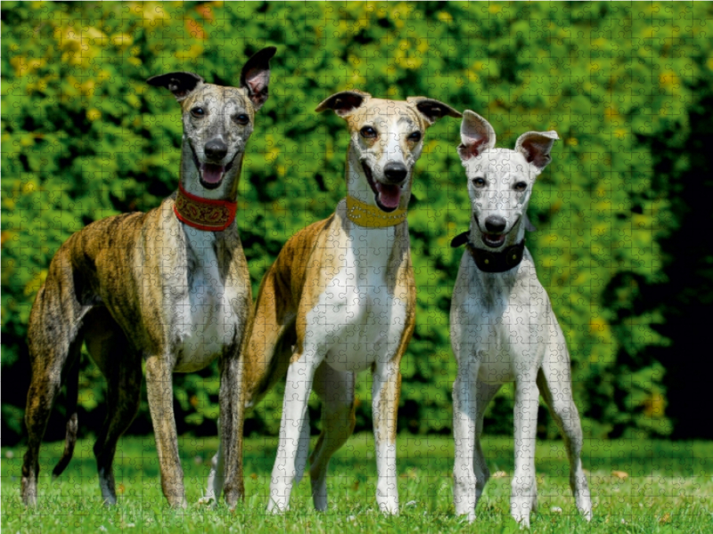 Ein Motiv aus dem Kalender Schnell wie der Wind - Whippet