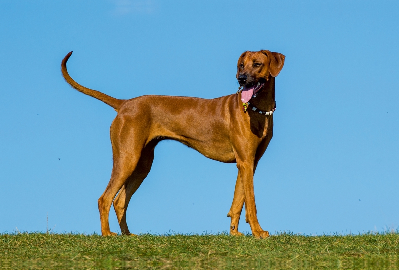 Rhodesian Ridgeback