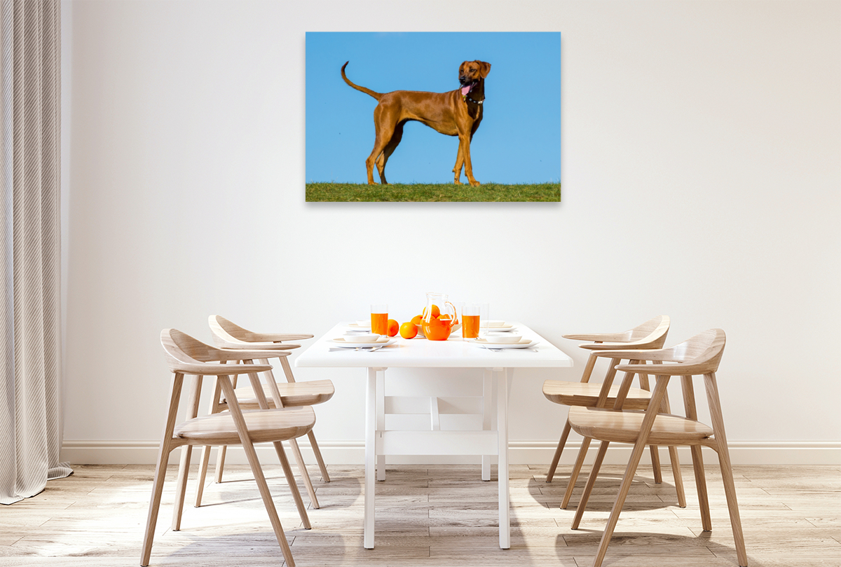 Rhodesian Ridgeback